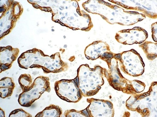 IHC of PLAP Mmab on an FFPE Placenta Tissue